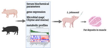 L. johnsonii improves the ability of pigs to build up fat in their muscles, enhancing the quality of their meat