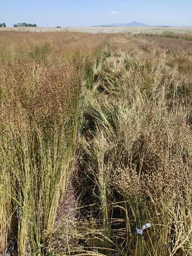 A study published in The Crop Journal has revealed key gene regulating ...