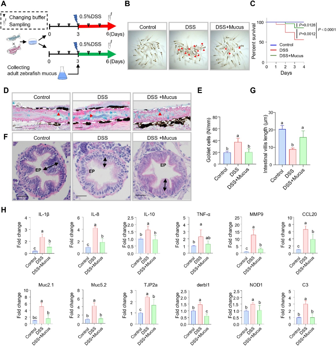 Fish mucus: a form of maternal immunity like mammalian milk | KeAi ...