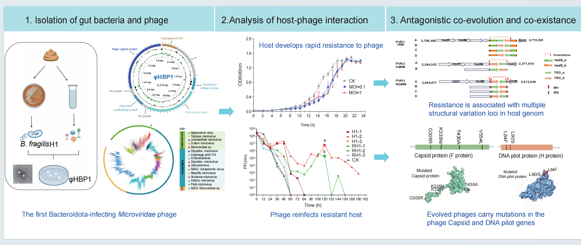 Scientists uncover how the smallest phage from human gut interacts with ...