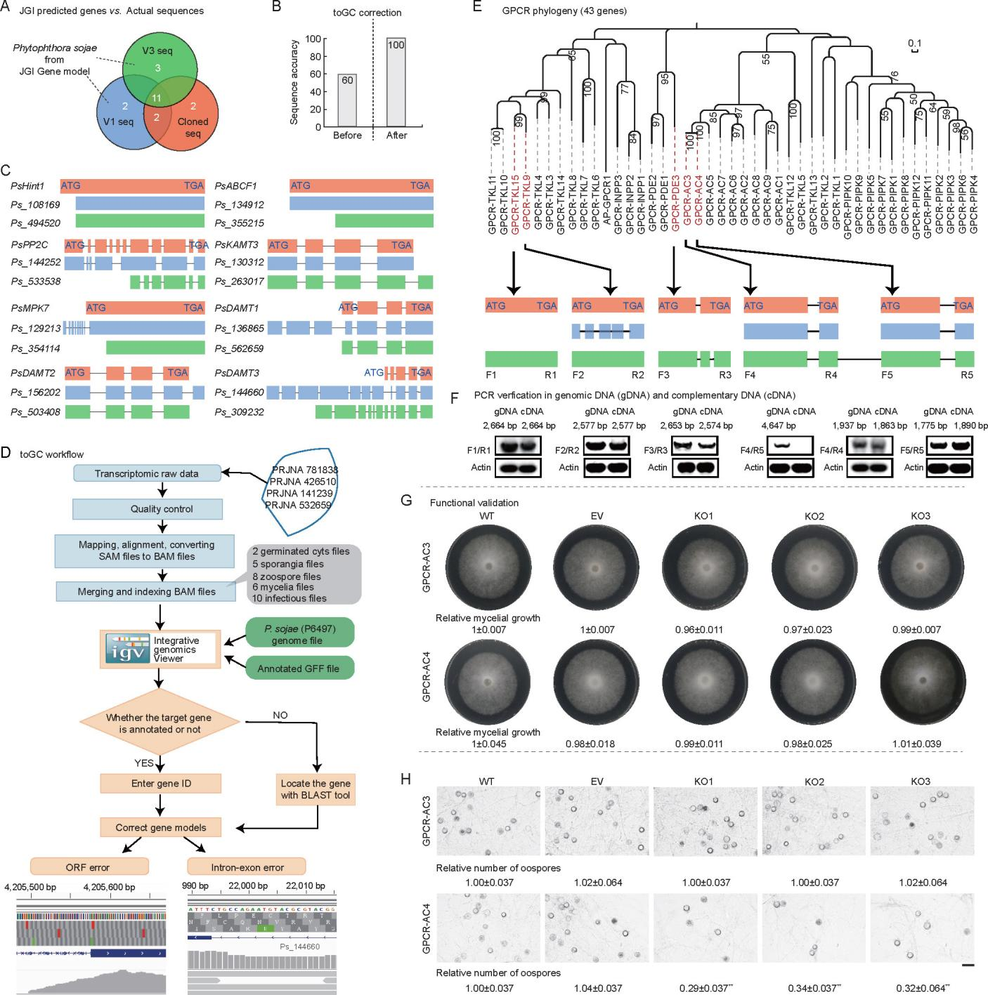 toGC: a new tool for correcting errors in gene annotations using RNA ...