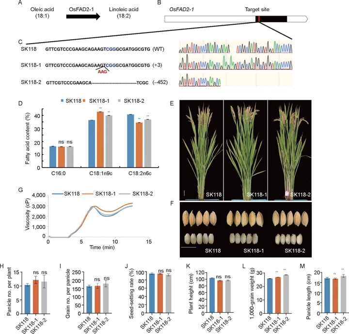 Crispr Rice Efficient breeding of high oleic rice cultivar by editing OsFAD2-1 via ...