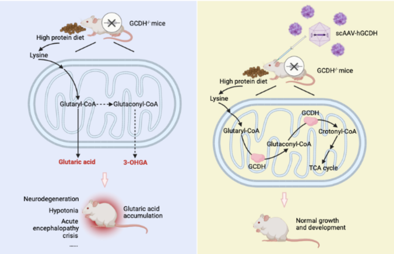 Ga1 Promising study suggests that AAV-based gene therapy can treat glutaric ...