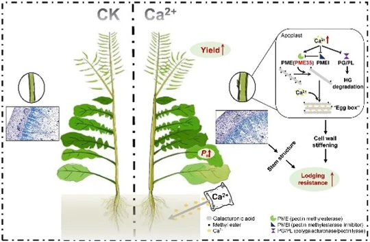 Calcium Solution Huazhong Agricultural University researchers unveil calcium fertilizer ...