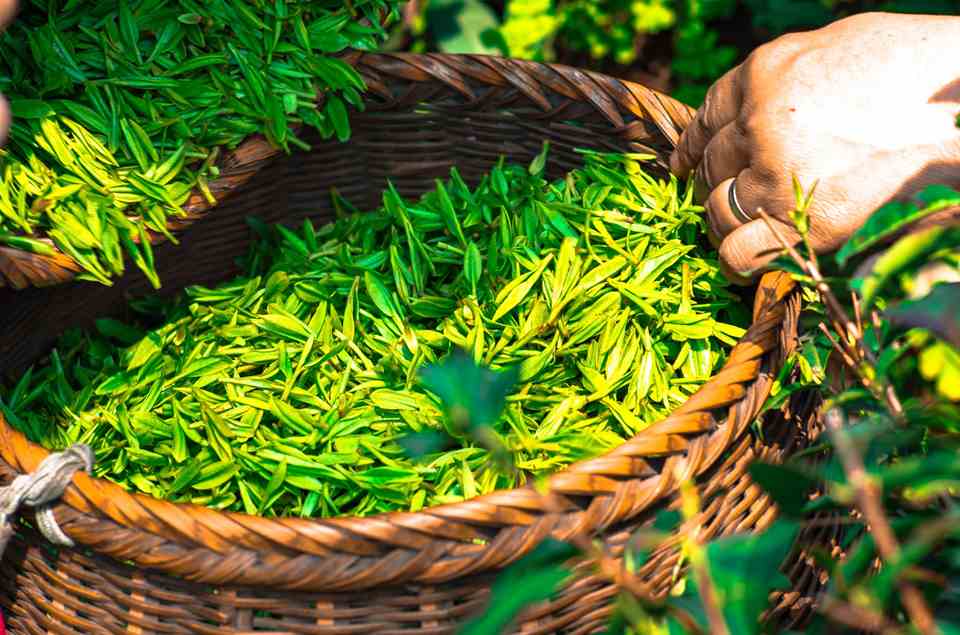 Research suggests that tea is one of the agriculture export products that China should focus on if it wants to regain its competitive edge.