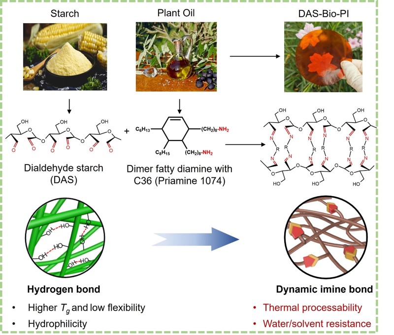Development Of Starch-Based Materials Using Current Modification – HWFD