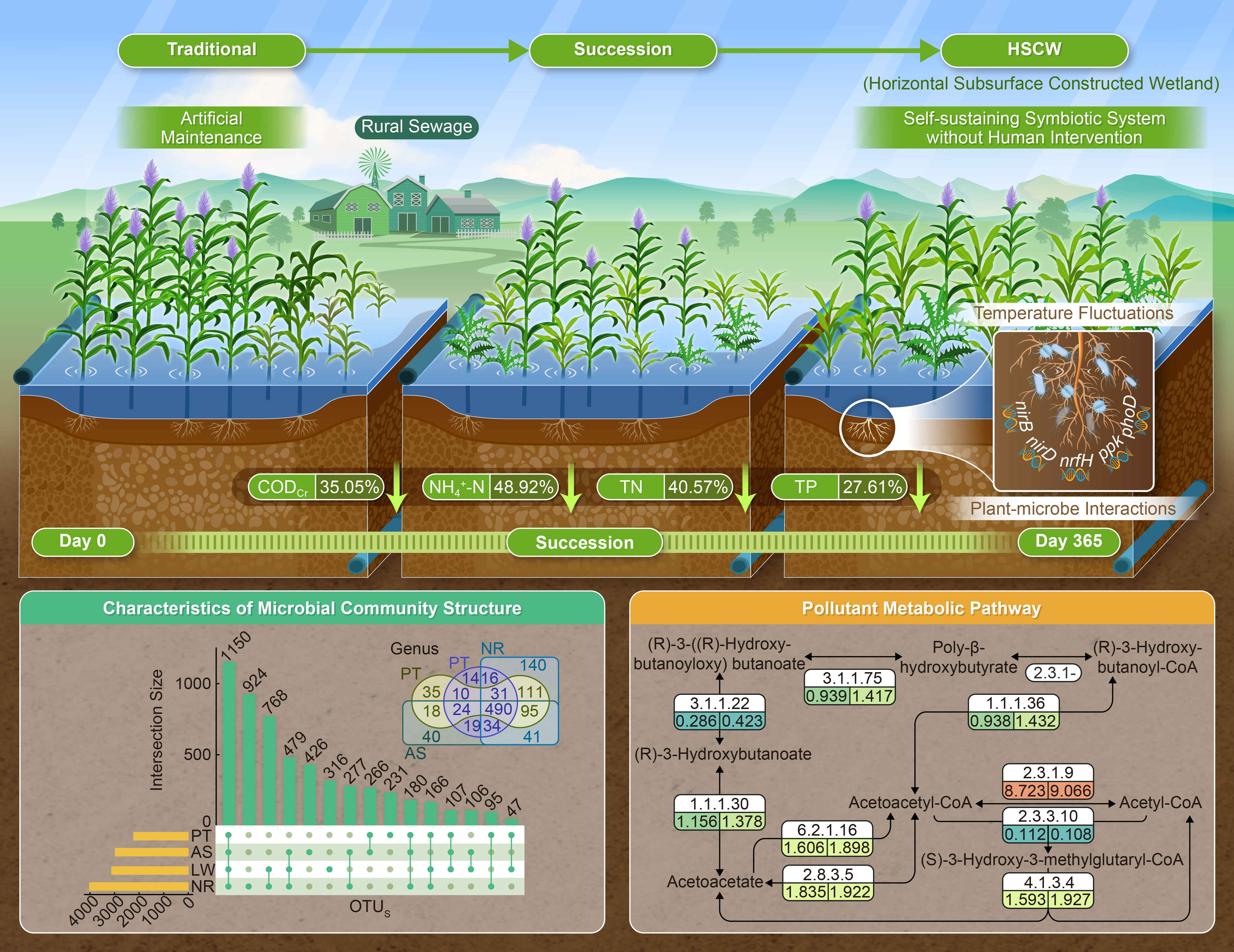 Letting nature do the work: A self-sustaining wetland for rural sewage ...