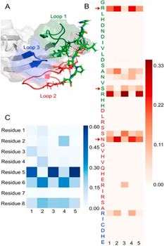 Hydrogen bond patterns in the EmbR FHA domain