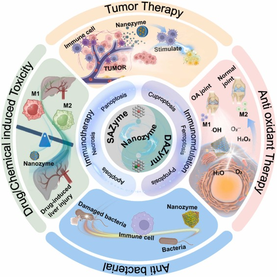 Atomically engineered nanozymes for immunotherapy and disease treatment ...