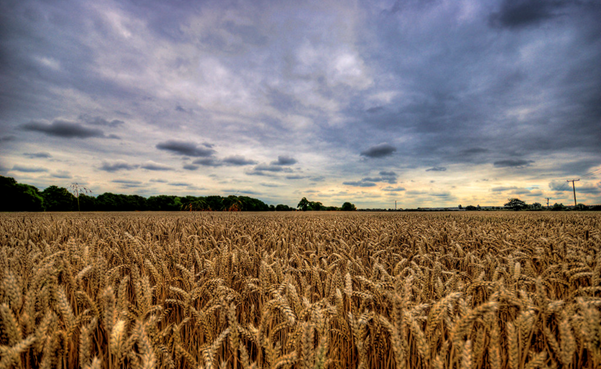 Hybrid wheat could be key to increasing crop yields