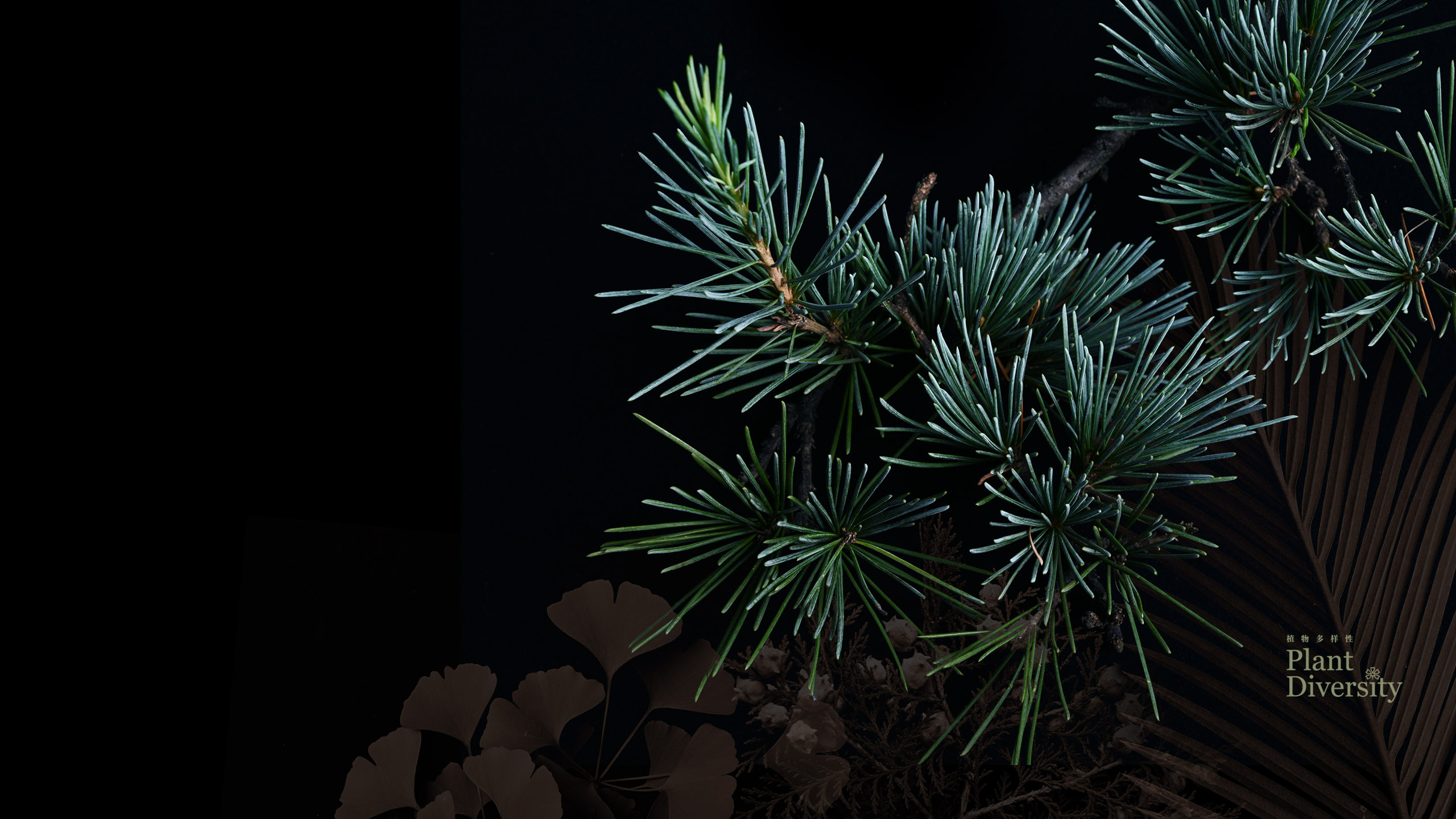 Wallpaper 4 for computer screens 2022_04_2560 X 1440