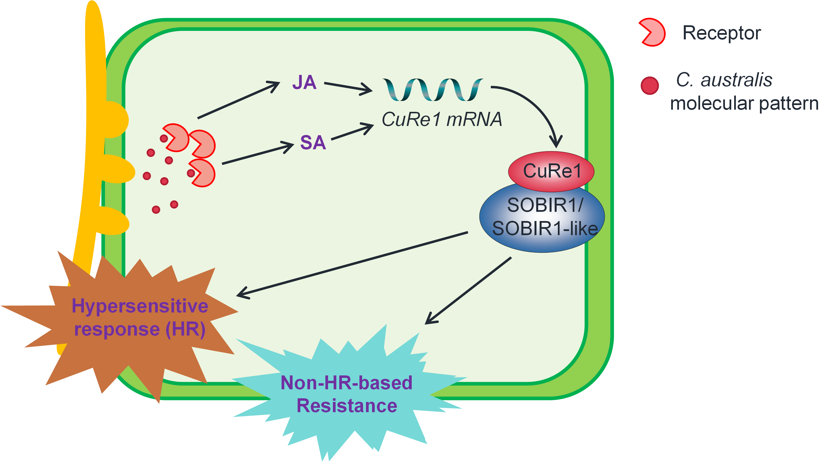 Scientists unveiled the function of plant hormone regulatory network in ...