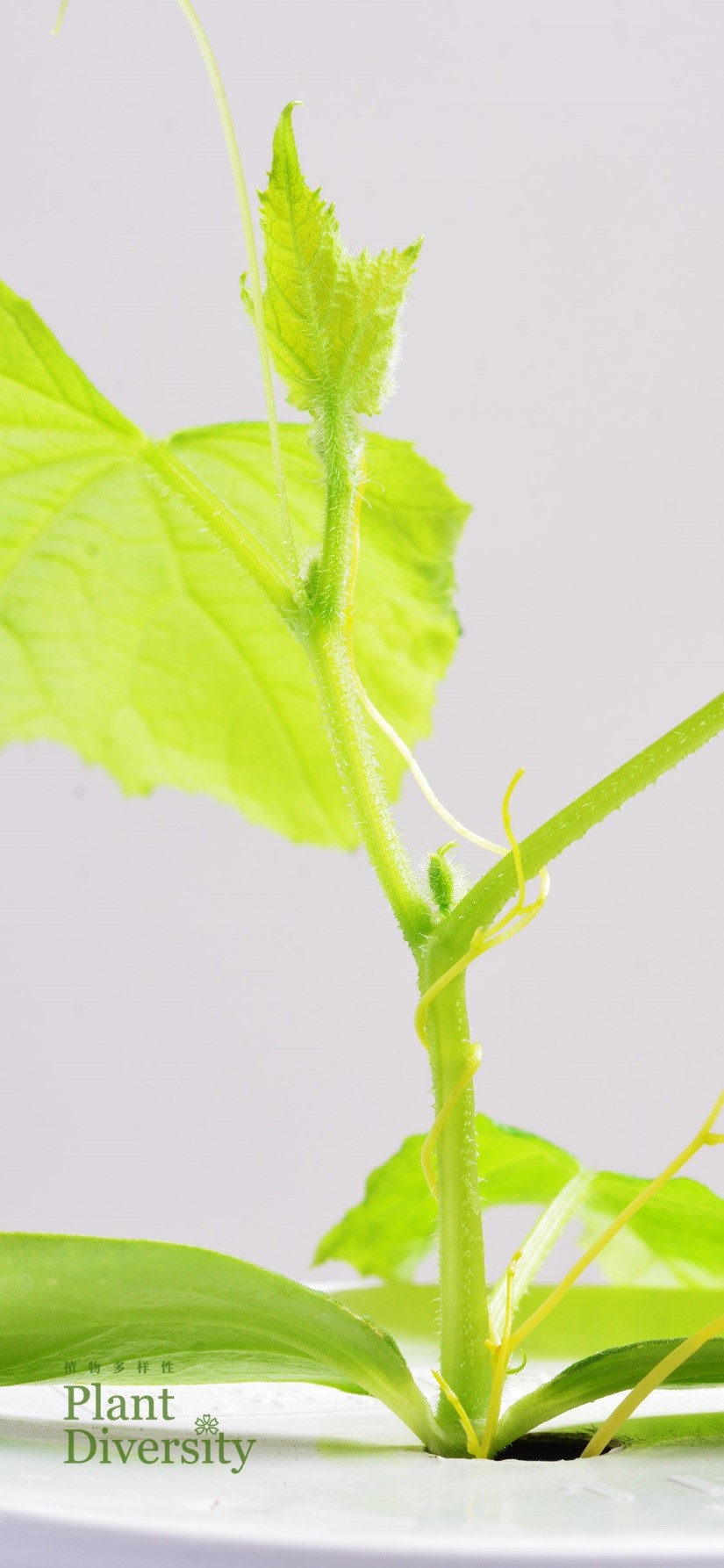 Wallpaper 1 for cell phone 2022_01_1125 X 2436