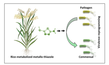 The virulence reprogramming method developed by the researchers using rice-metabolised metallo-thiazole