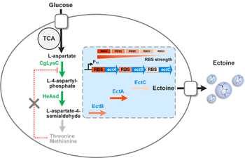 METABOLIC ENGINEERING STRATEGIES EMPLOYED FOR ECTOINE PRODUCTION BY E. COLI.