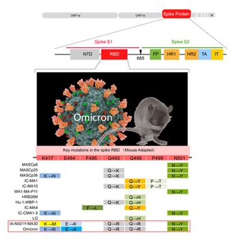 FIVE KEY MUTATIONS SHARED BETWEEN OMICRON AND MOUSE-ADAPTED SARS-COV-2 STRAINS